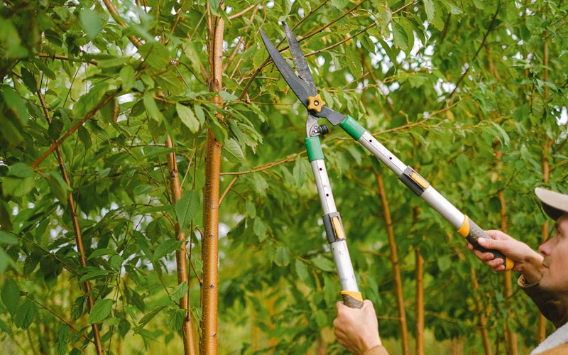 Tree trimming in Panama, IA